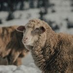 Merynosy w ośnieżonym zagrodzie, z bliska widać ich gęstą wełnę